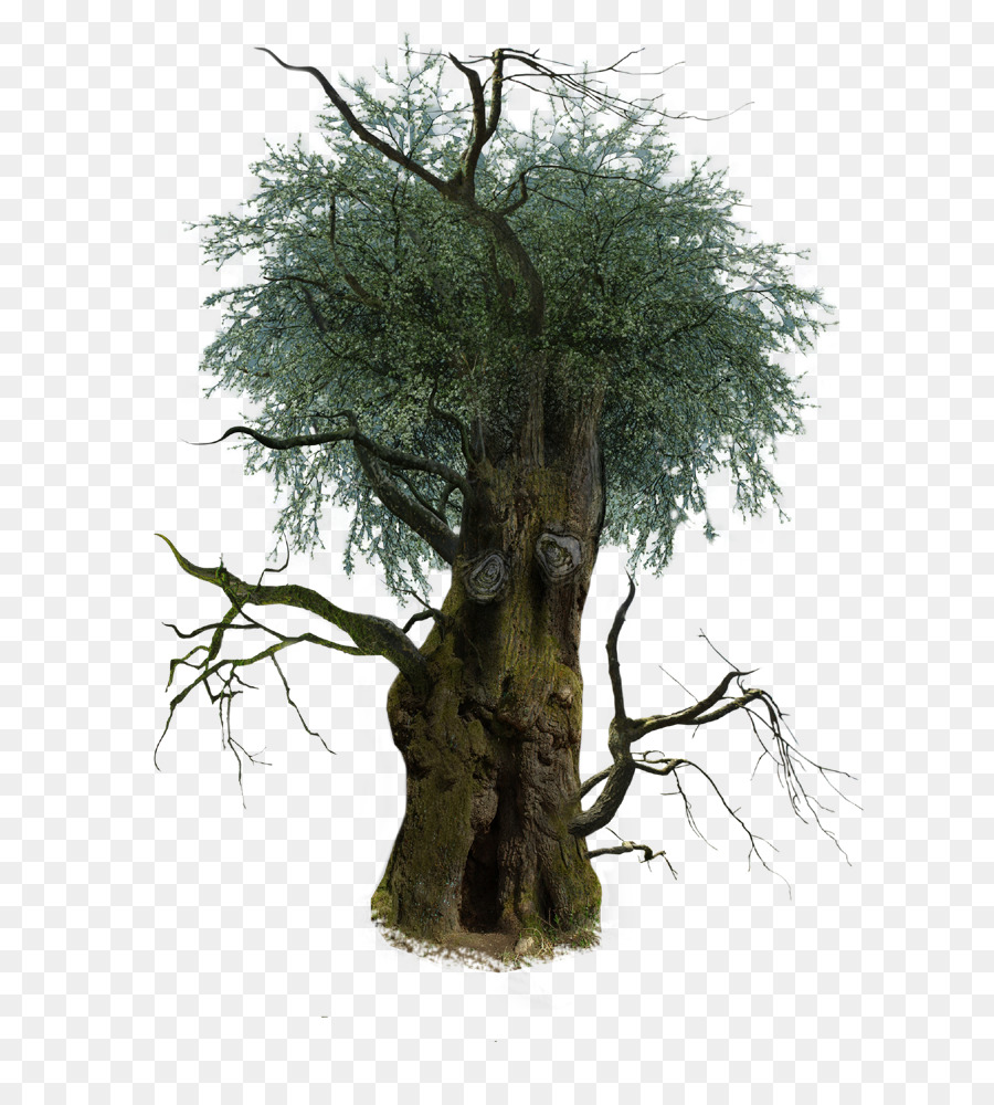 árbol，Rama PNG