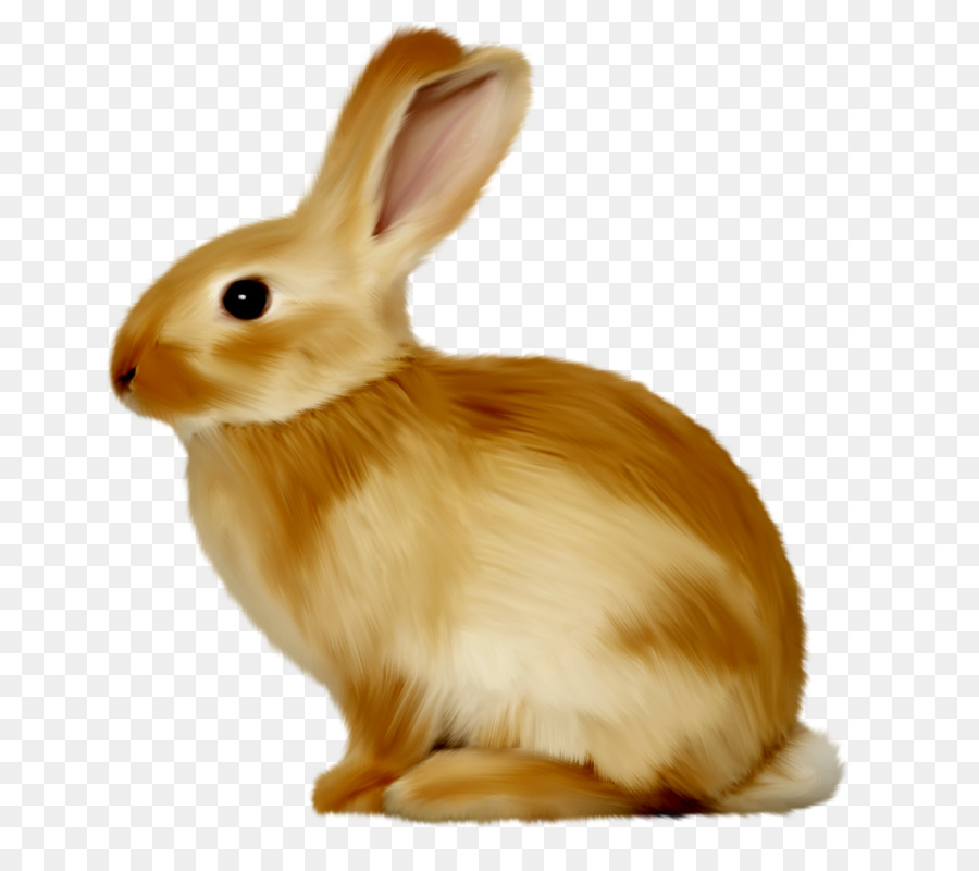 Conejo，Conejito PNG