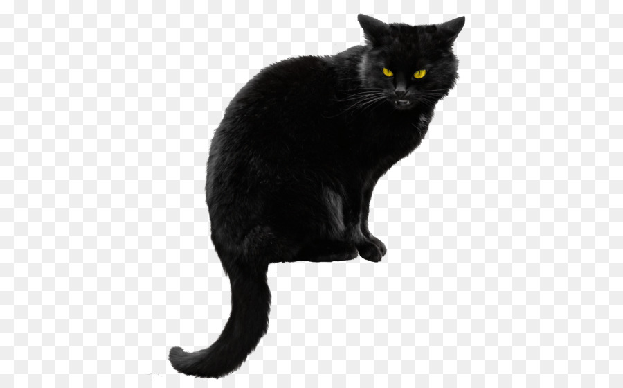 Gato De Bombay，Gatito PNG