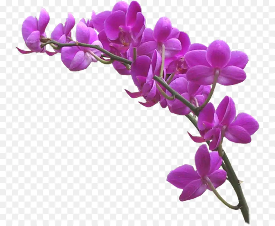 Orquídea，Florecer PNG