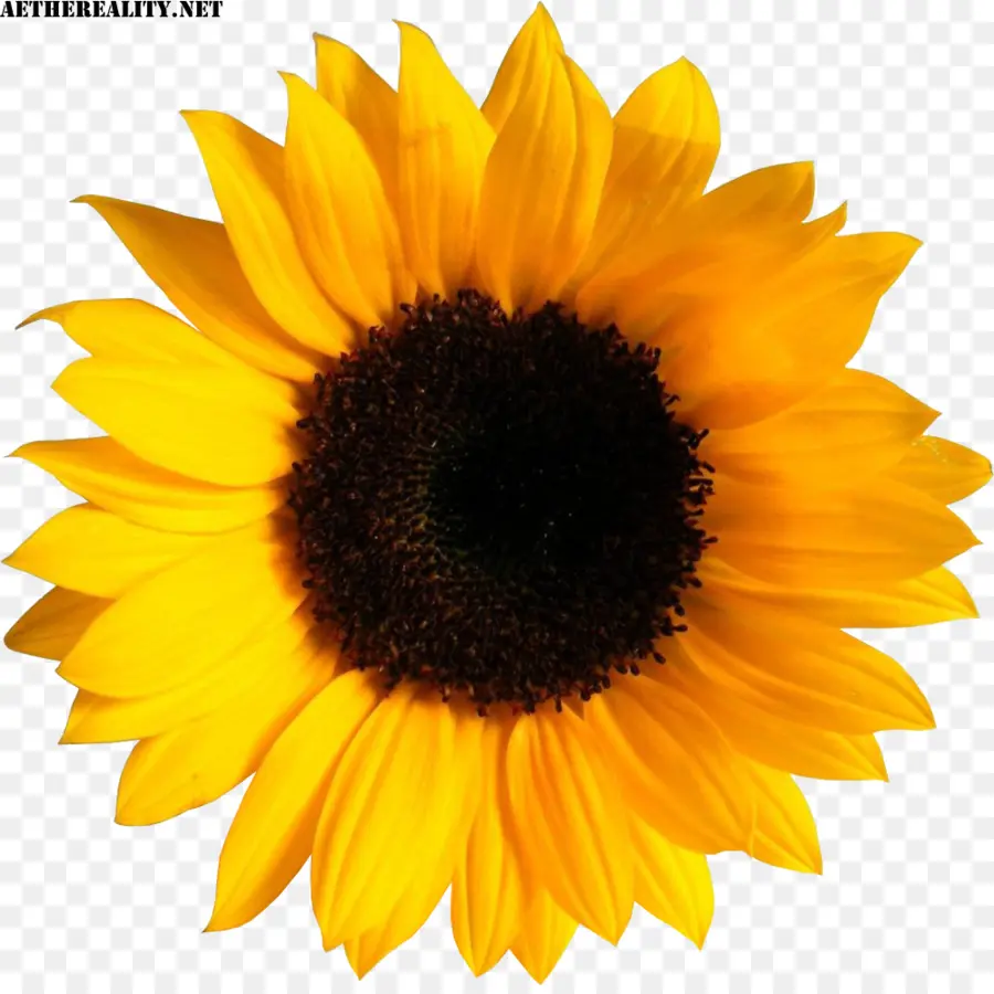 Girasol，Flor PNG