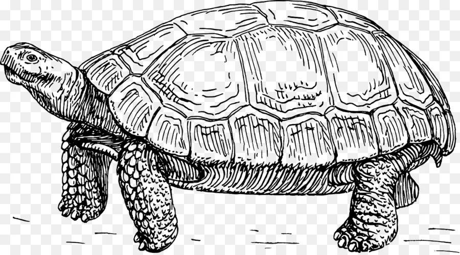 Tortuga，Dibujo PNG