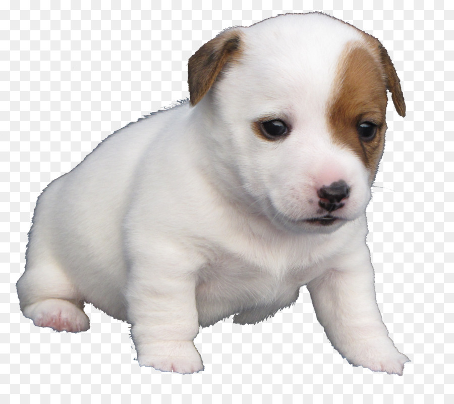 Jack Russell Terrier，Russell Terrier PNG