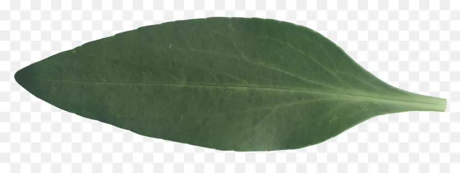 Verde，Hoja PNG