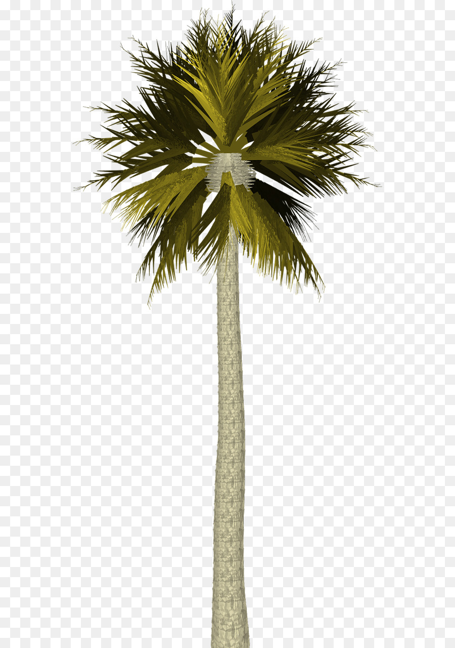 Palmera，Playa PNG