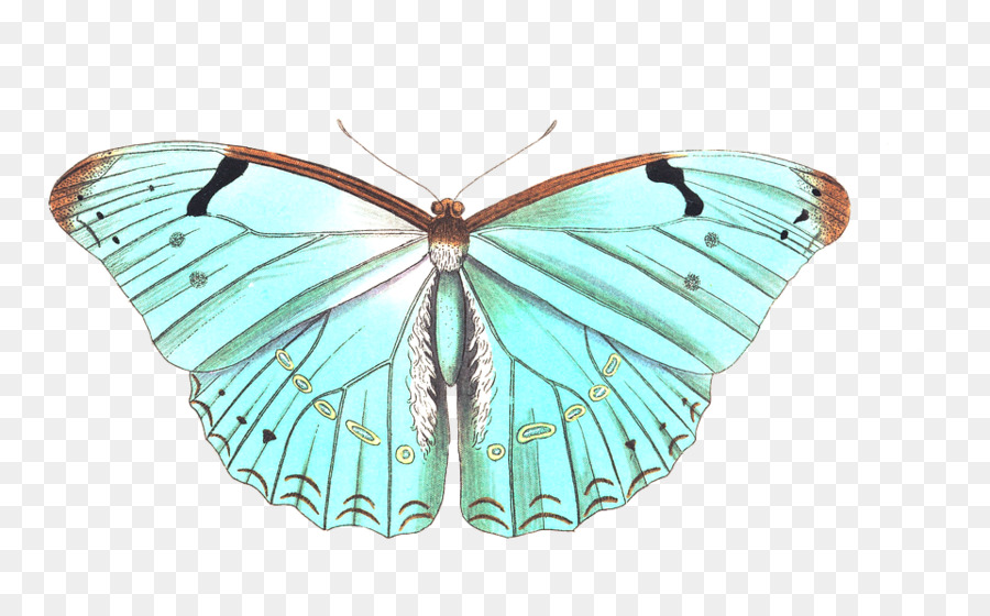 Mariposa，Insecto PNG