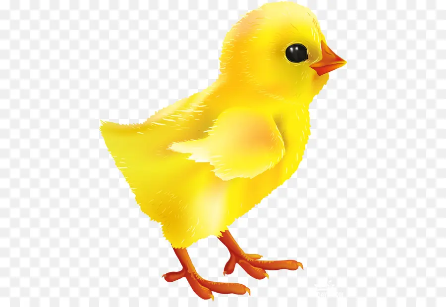 Pollito Amarillo，Pájaro PNG