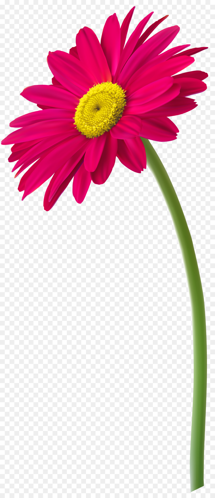 Flor，Florero PNG