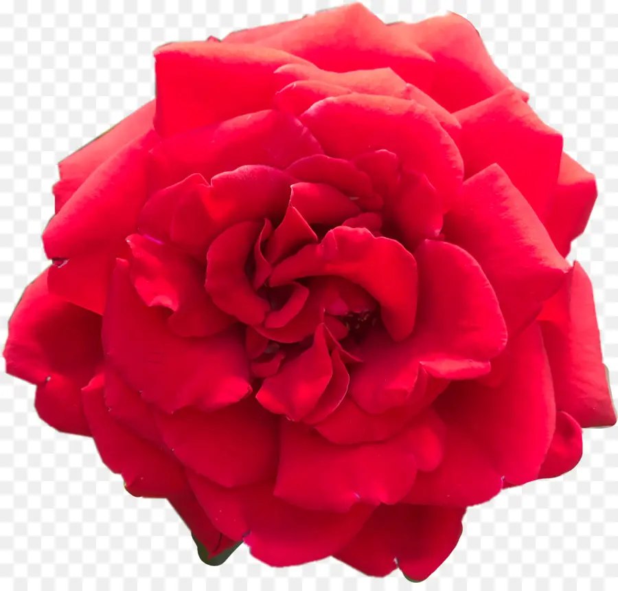 Rosas De Jardín，Rojo PNG