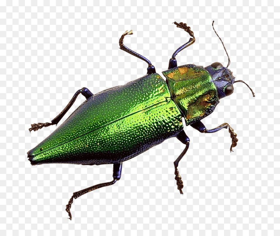 Escarabes，Escarabajo PNG
