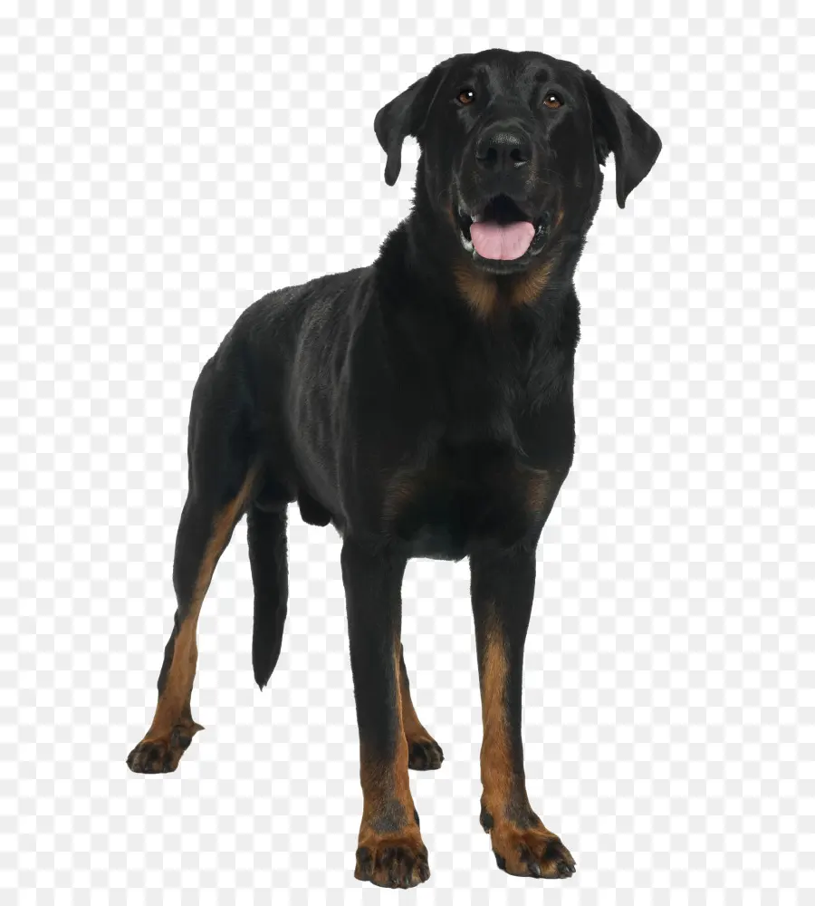 Beauceron，Black And Tan Coonhound PNG
