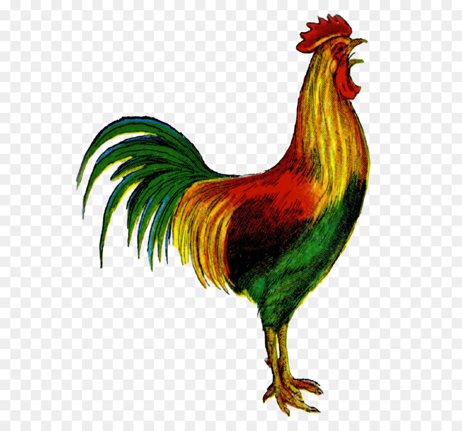 Gallo，Pájaro PNG