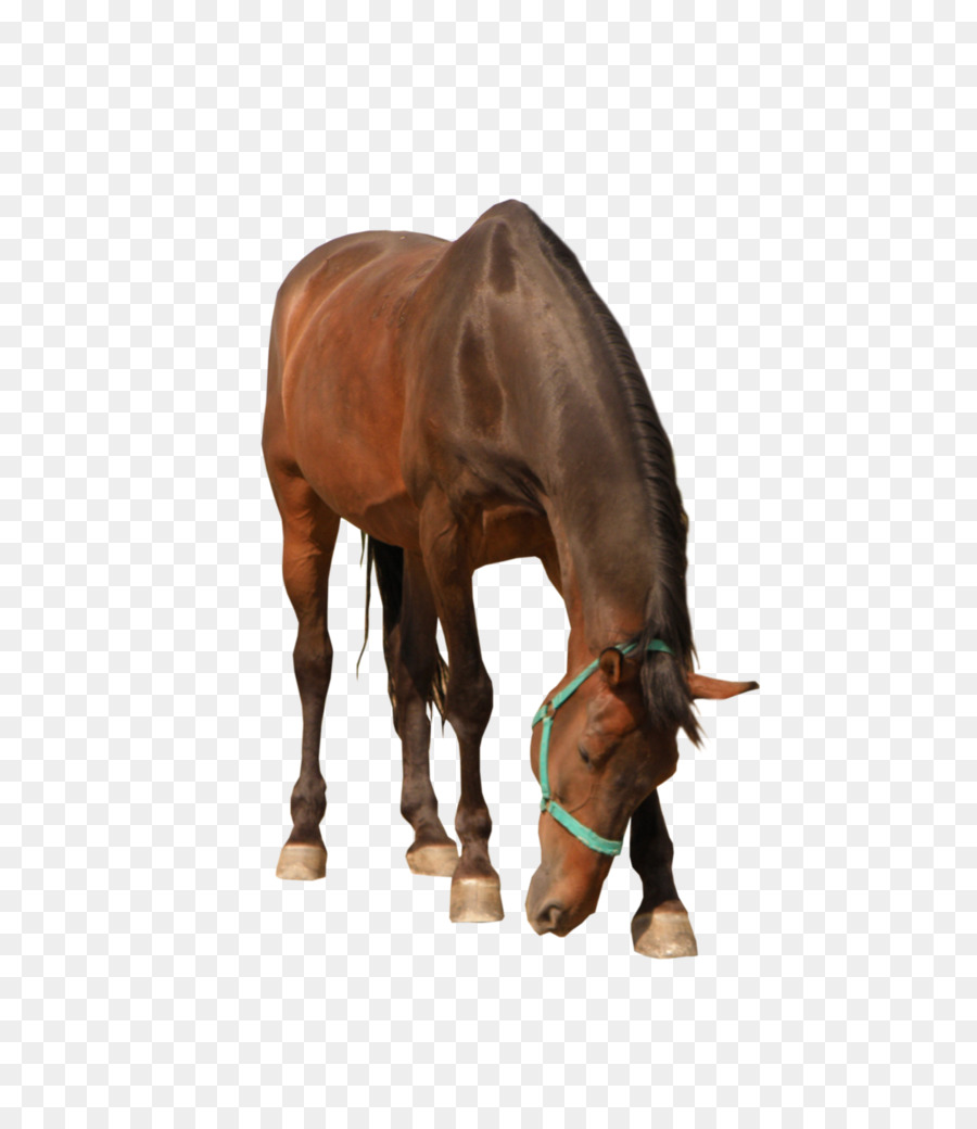 Caballo，Equino PNG