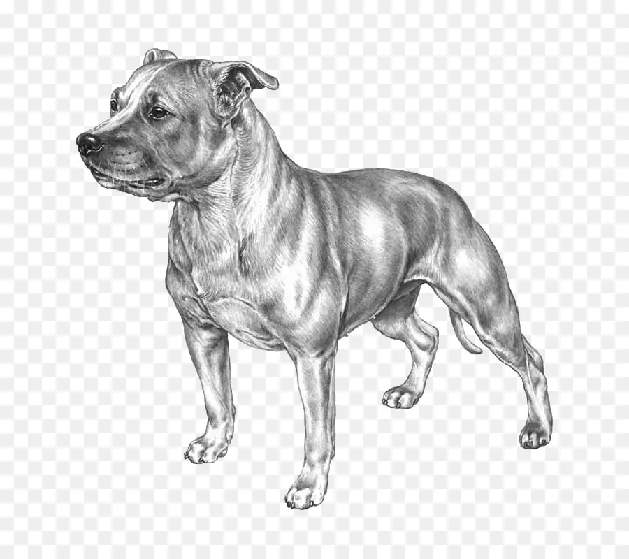 Staffordshire Bull Terrier，American Staffordshire Terrier PNG