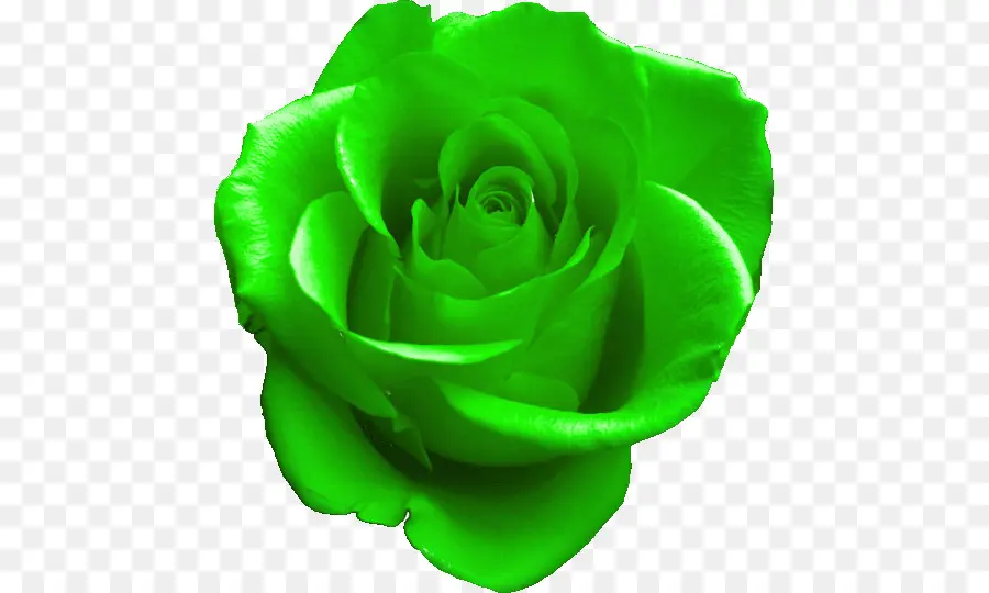 Rosa，Verde PNG