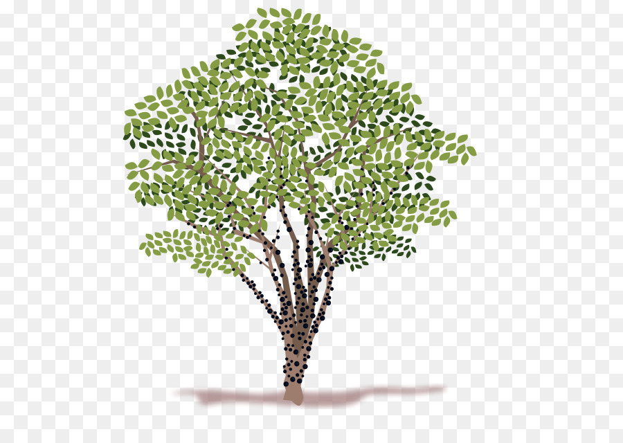 árbol，Dibujo PNG