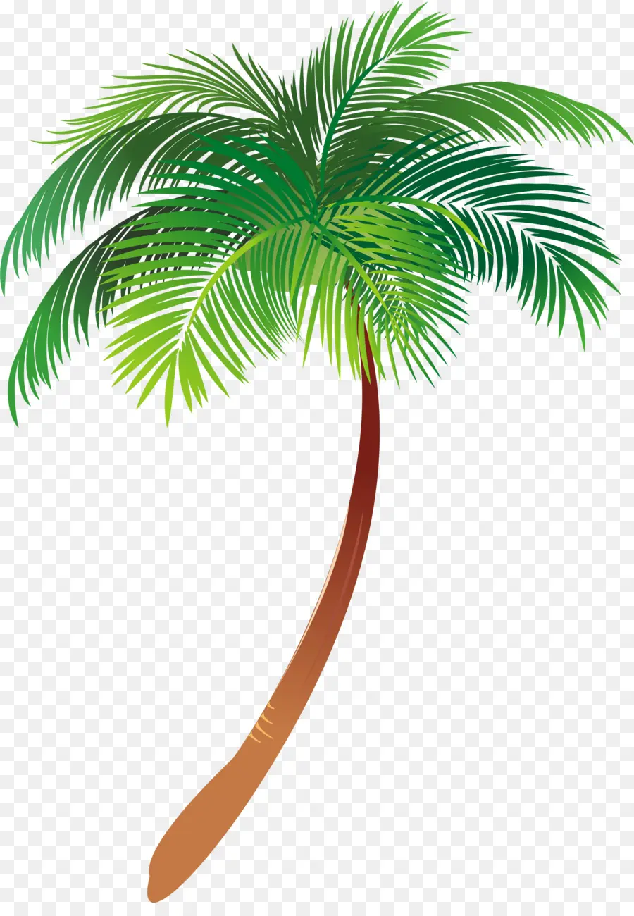 Palmera，Tropical PNG