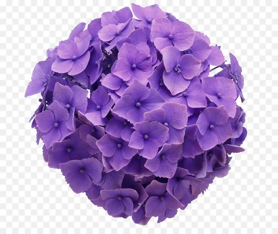 Hortensia Francesa，Flor PNG