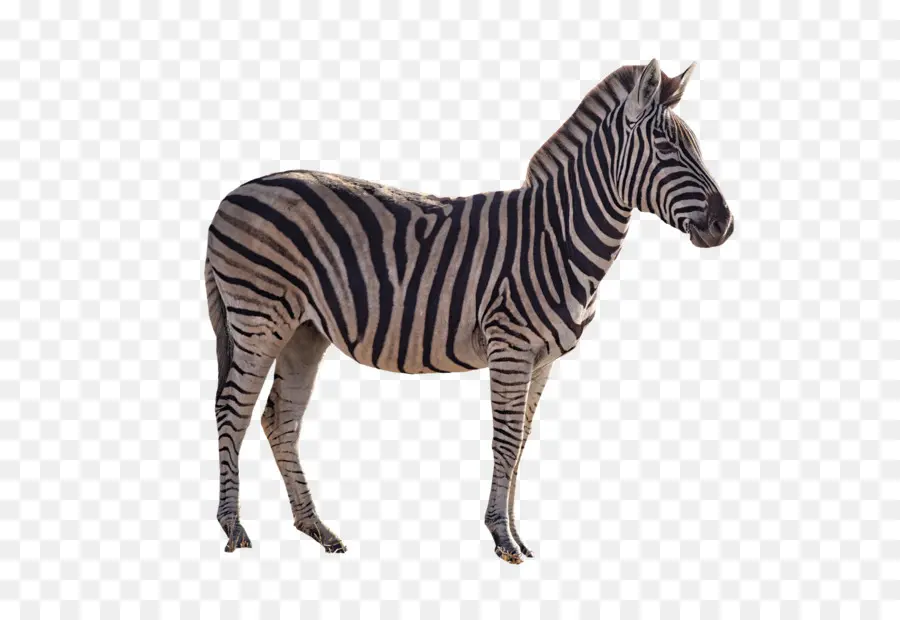 Quagga，Caballo PNG