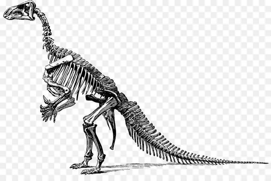 Huesos De Dinosaurio，Apatosaurio PNG