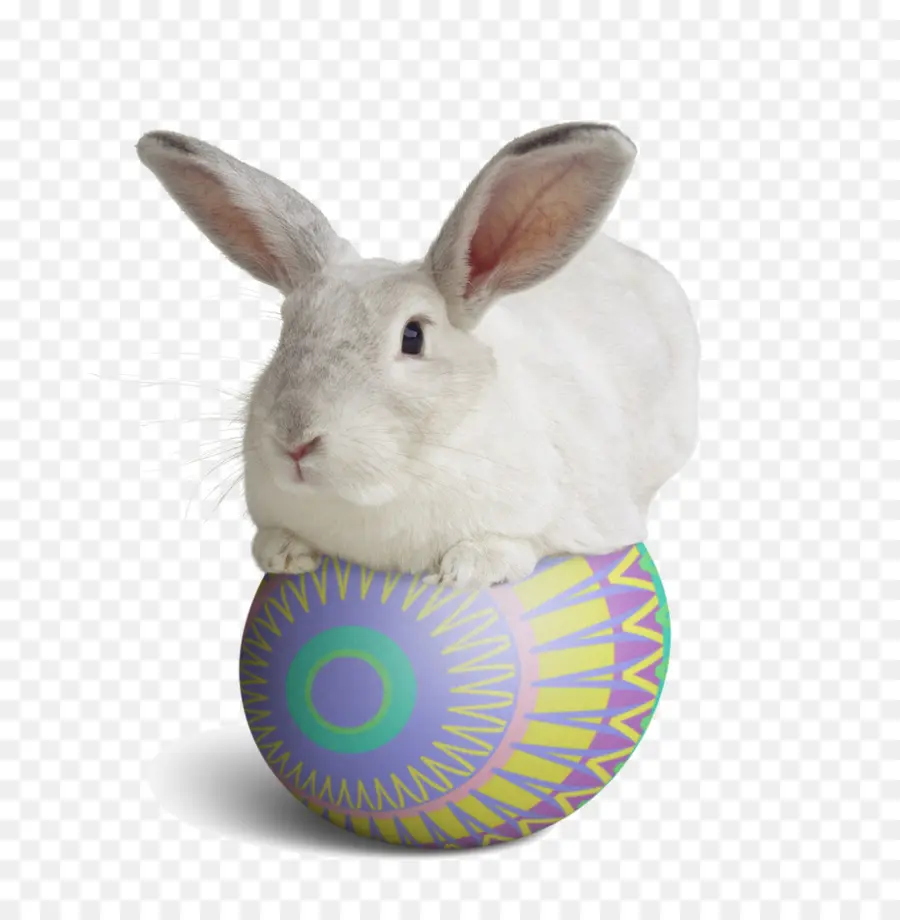 Conejo Blanco，Pascua De Resurrección PNG