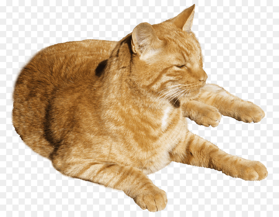 Gatito，Gato Tonkinés PNG