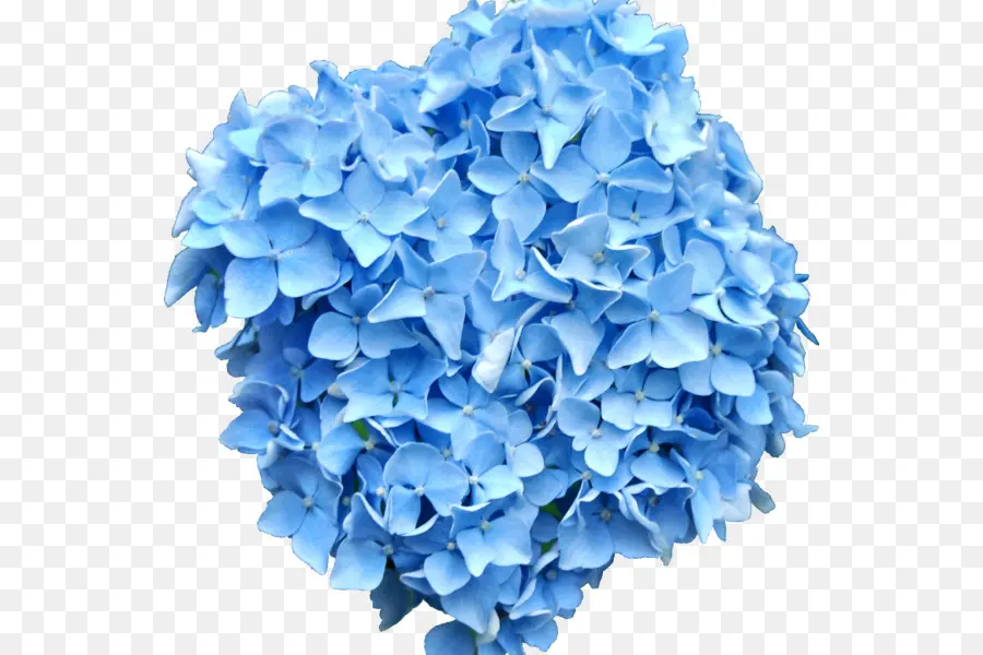 Hortensia Azul，Florecer PNG