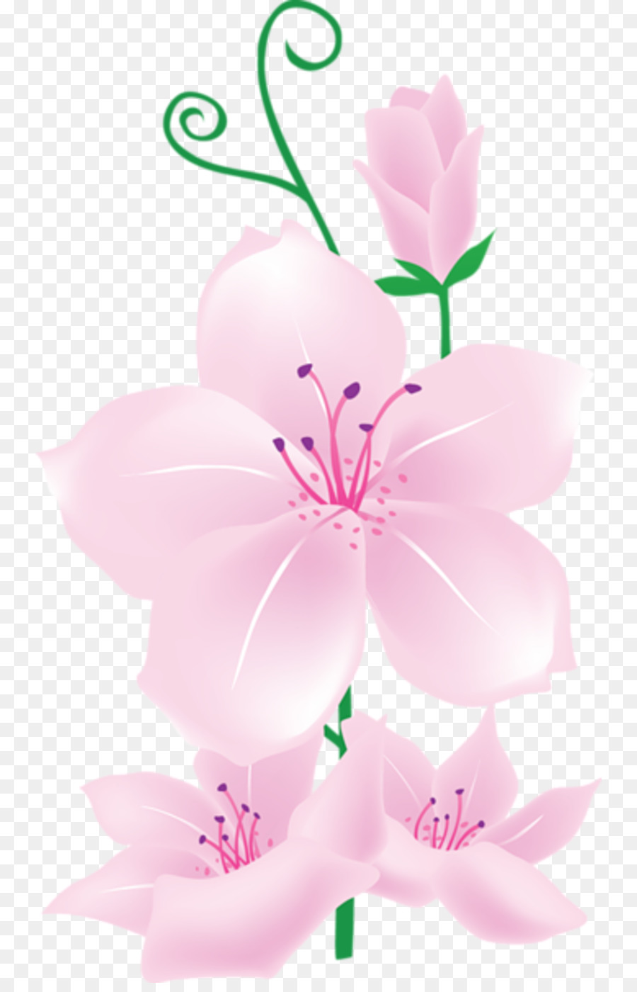 Flores Rosadas，Flor PNG