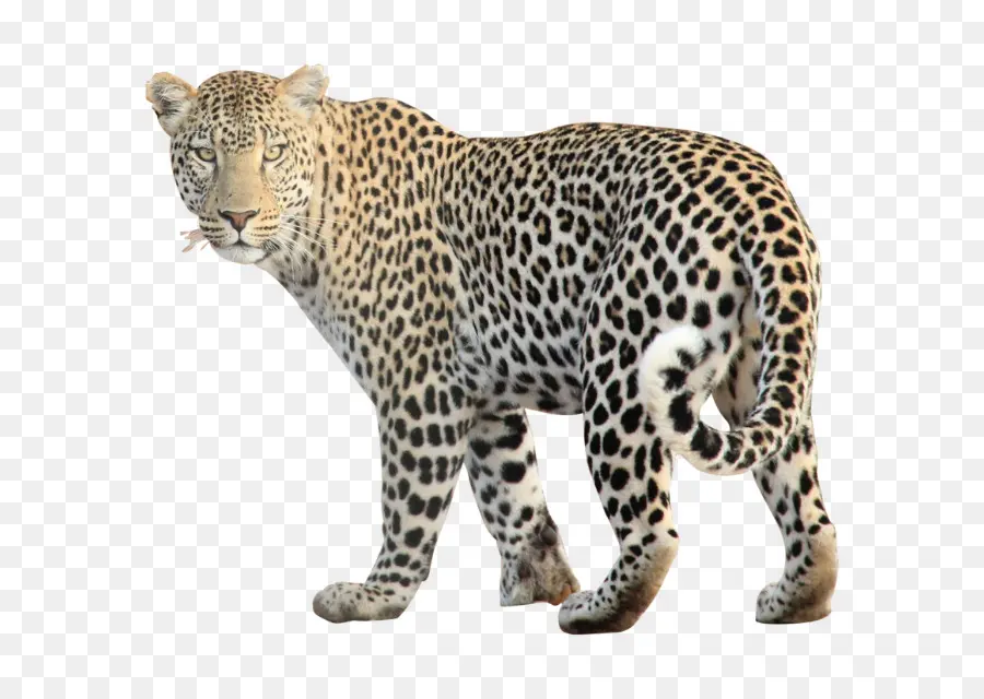 Leopardo，Felino De Gran Tamaño PNG