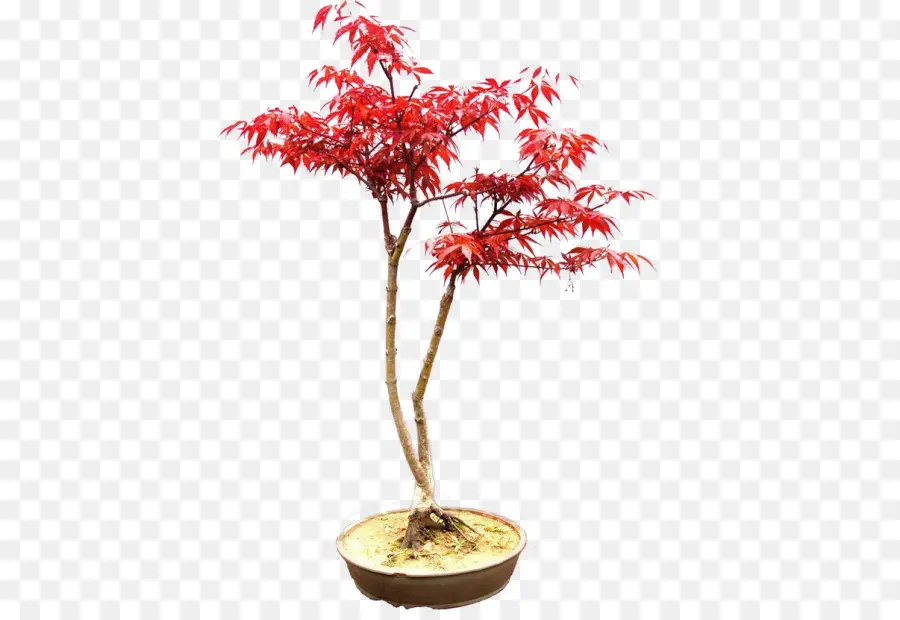 Bonsai，Penjing PNG