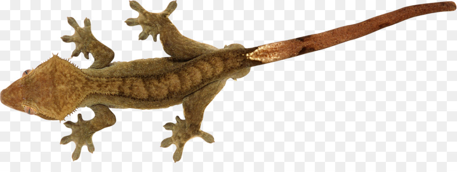 Geco Marrón，Lagarto PNG