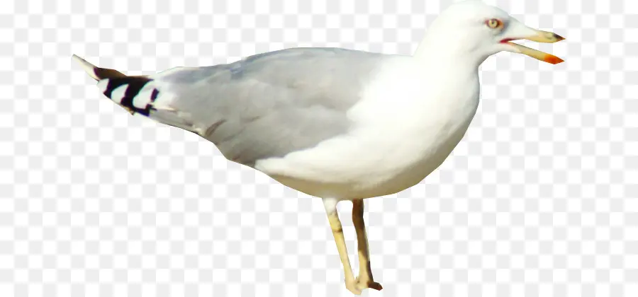 Gaviota，Blanco PNG