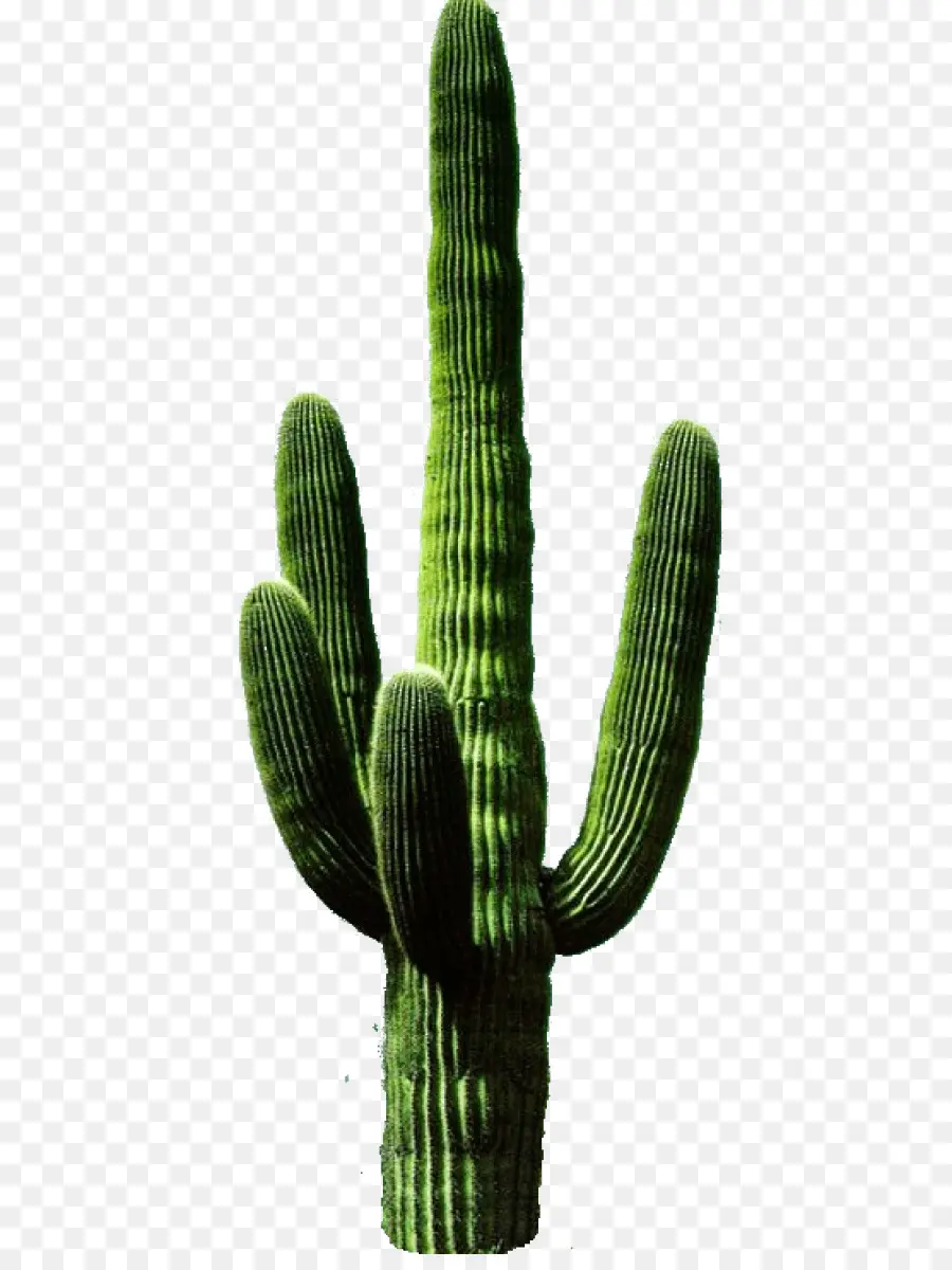 Cactus，Presentación PNG
