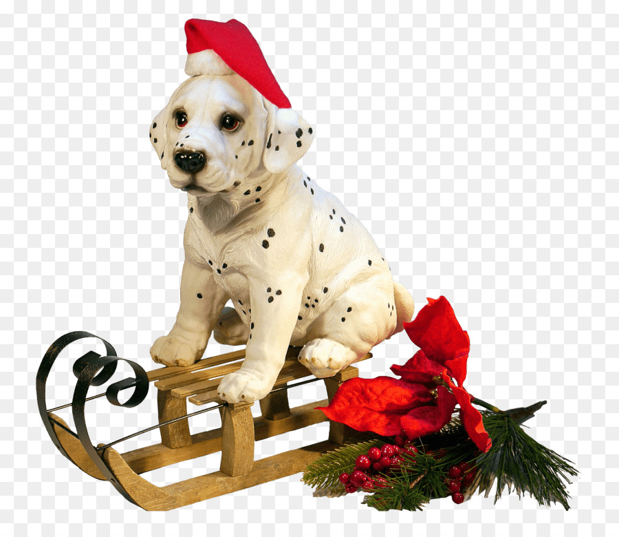 Perro Samoyed，Día De Navidad PNG