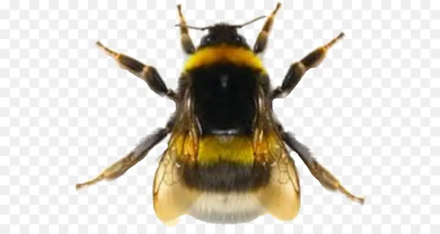 La Miel De Abeja，Abejorro PNG