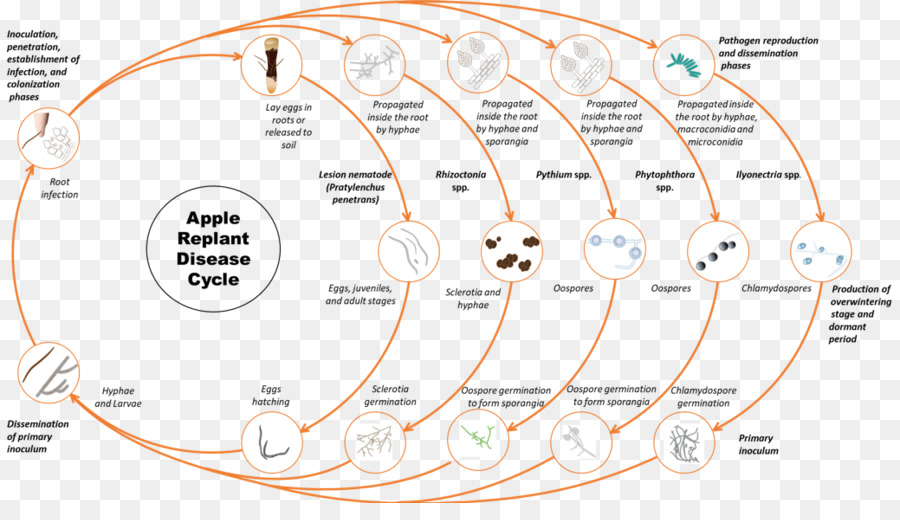 Wsu Fruto Del árbol De Investigación Del Centro De Extensión，Oomiceto PNG