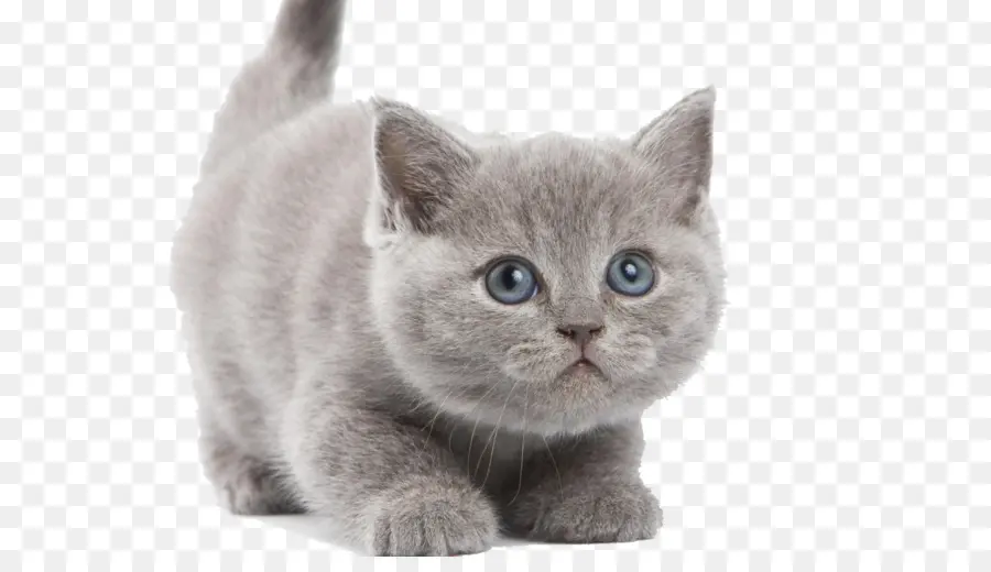 Gato，Gatito PNG