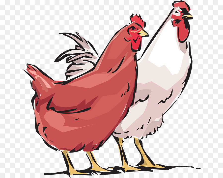 Pollo，Gallo PNG