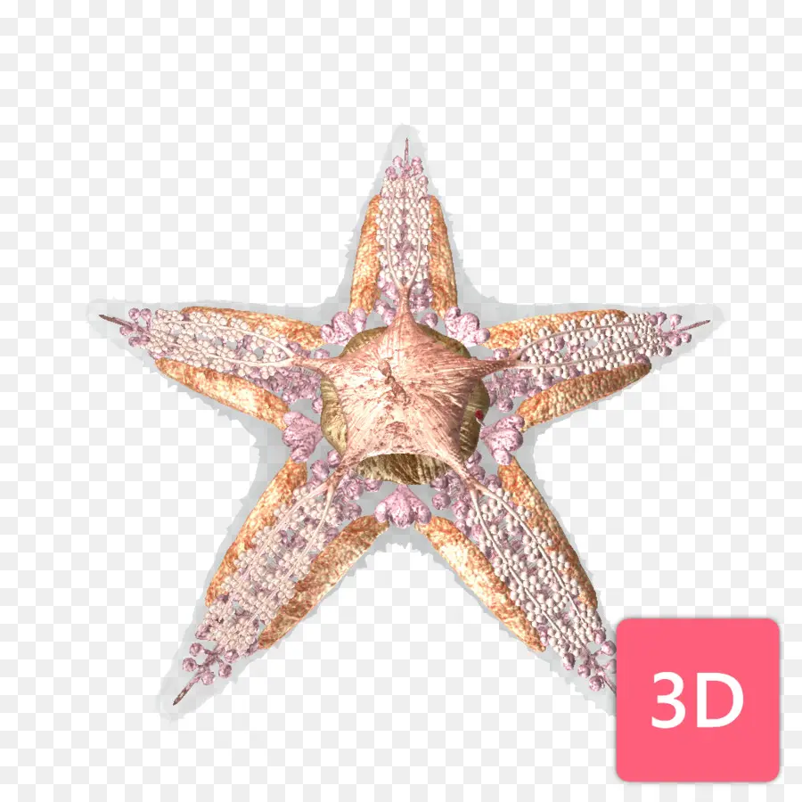 Estrella De Mar，3d PNG