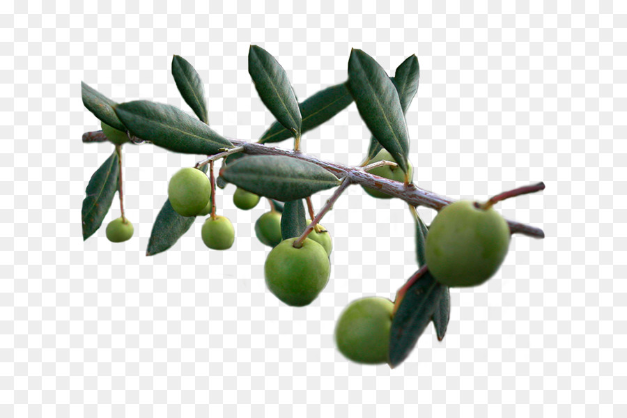 Aceitunas，Fruta PNG