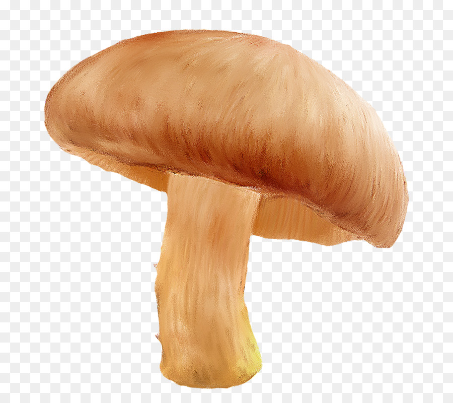 Champiñón，Agaricaceae PNG