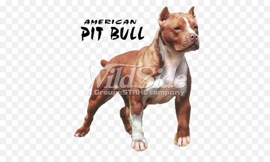 American Pit Bull Terrier，Pit Bull PNG