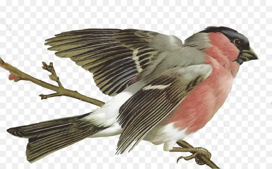 Florero Palawan，Aves PNG