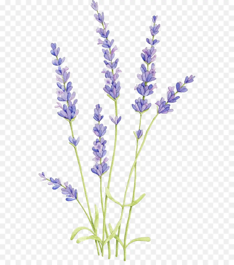 Lavanda Inglesa，Pintura De Acuarela PNG