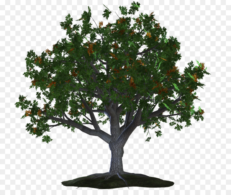 Prima Categoria，árbol PNG