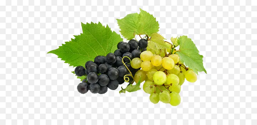 Uvas，Enredadera PNG