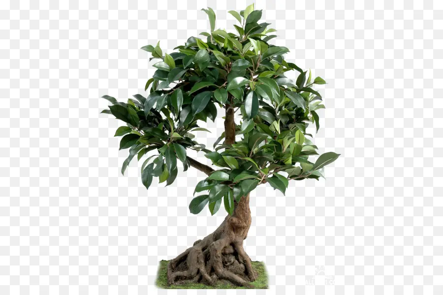 árbol，Bonsai PNG