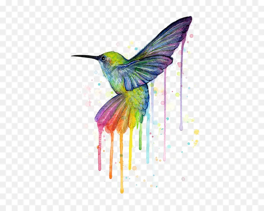 Colibrí，Grabado PNG