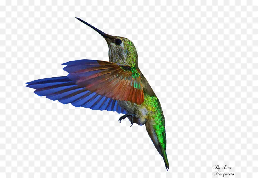 Colibrí，Vuelo PNG