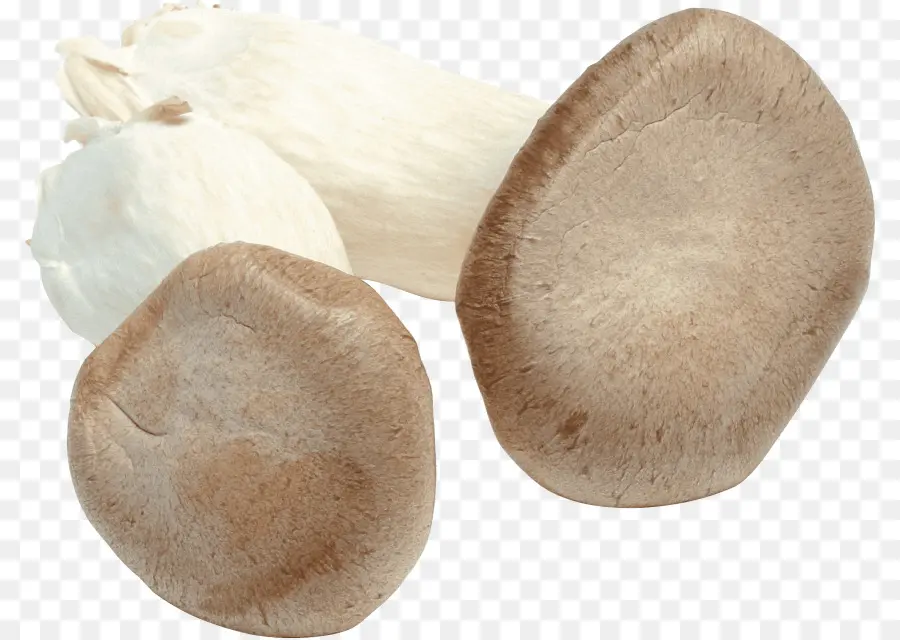 Pleurotus Eryngii，Seta De Ostra PNG